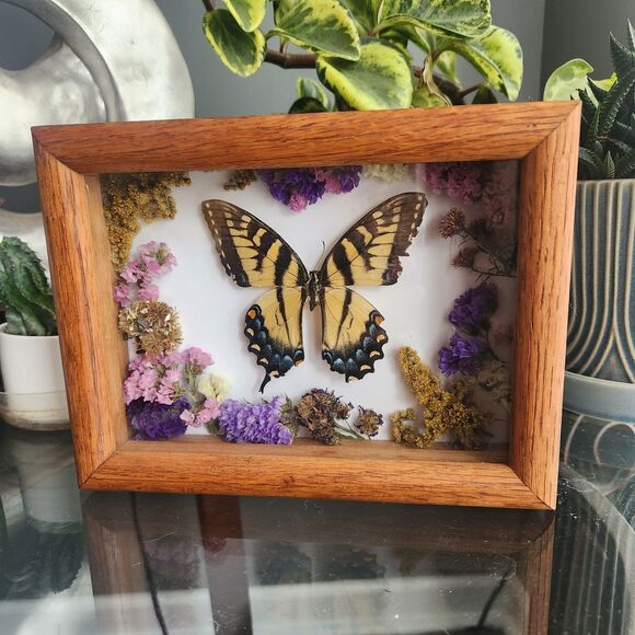 Eastern Tiger Swallowtail Papilio glaucus Framed Mounted Taxidermy Butterfly - Picture 1 of 7